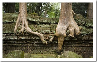 Ta Prohm: the jungle temple