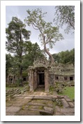 Ta Prohm: the jungle temple