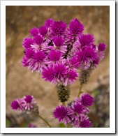 Flowers on the hike to Two View