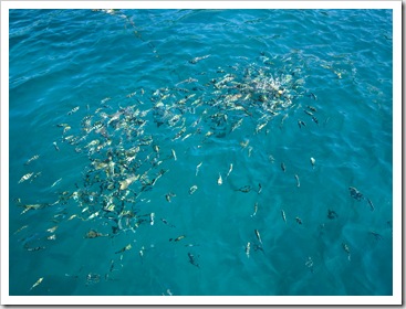 Feeding frenzy at Hin Wong Bay