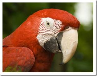 The Singapore Zoo: Scarlet Macaw