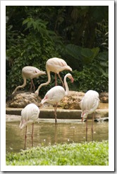 The Singapore Zoo: Flamingos