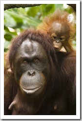 The Singapore Zoo: Orangutan mother and baby