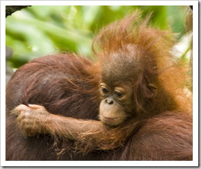 The Singapore Zoo: Orangutan baby