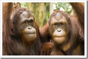 The Singapore Zoo: Orangutans