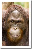 The Singapore Zoo: Orangutan