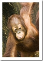 The Singapore Zoo: Orangutan