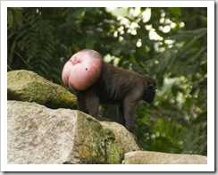 The Singapore Zoo: Crested Macaque