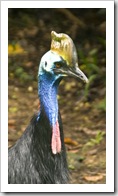 The Singapore Zoo: Cassowary