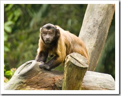 The Singapore Zoo: Capuchin Monkey