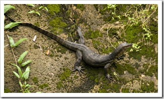 The Singapore Zoo: a native Singaporean water monitor found its way into one of the monkey exhibits