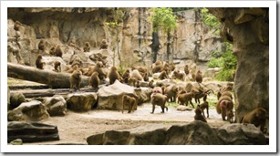 The Singapore Zoo: Hamadryas Baboons