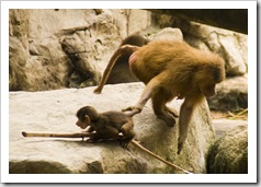 The Singapore Zoo: a mother lets a baby Hamadryas Baboon know which way its going