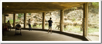 The Singapore Zoo: the Hamadryas Baboons viewing platform