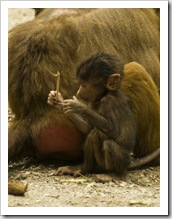 The Singapore Zoo: Hamadryas Baboon