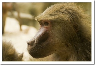 The Singapore Zoo: Hamadryas Baboon