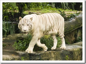 The Singapore Zoo: White Tiger