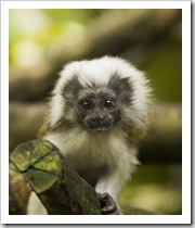 The Singapore Zoo: one of the free-ranging Cottontop Tamarins