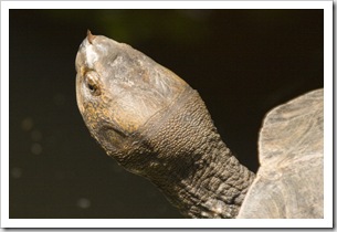 The Singapore Zoo