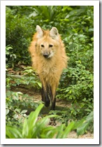 The Singapore Zoo: Maned Wolf