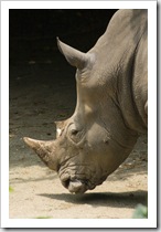 The Singapore Zoo: White Rhino