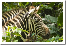 The Singapore Zoo: Zebra