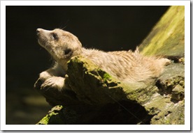 The Singapore Zoo: Suricate