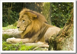 The Singapore Zoo: Lion