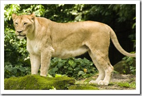 The Singapore Zoo: Lion