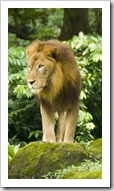 The Singapore Zoo: Lion