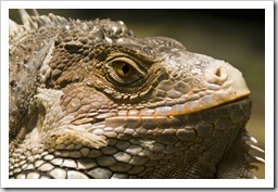 The Singapore Zoo: Iguana