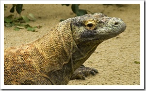 The Singapore Zoo: Komodo Dragon