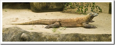 The Singapore Zoo: Komodo Dragon