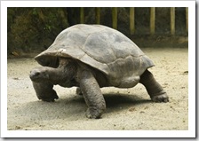 The Singapore Zoo: Giant Tortoise