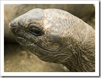 The Singapore Zoo: Giant Tortoise