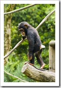 The Singapore Zoo: Chimpanzee