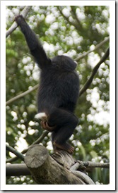 The Singapore Zoo: Chimpanzee