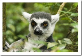 The Singapore Zoo: Lemur