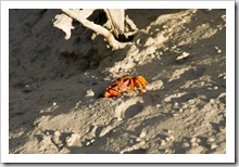 Colorful mud crabs in Cootenbrand Creek at Cape Keraudren