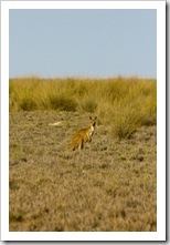 A kangaroo at Cape Keraudren