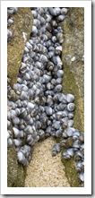 Sea shells on the beach at Yallingup