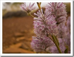 Pilbara wildflowers on the hike into Knox Gorge