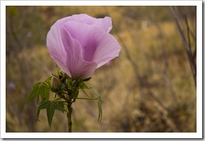 Pilbara wildflowers on the hike into Knox Gorge