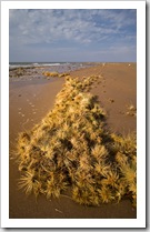 Thistles on Sunset Beach in Onslow