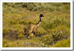 An emu on the outskirts of Exmouth
