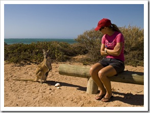 Lisa with an inquisitive mother and joey Wallaroo at our campsite at Osprey Bay