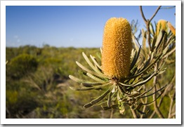 Wildflowers in Kalbarri National Park