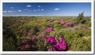 Wildflowers in Kalbarri National Park