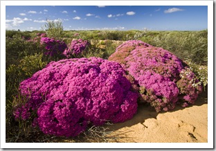 Wildflowers in Kalbarri National Park