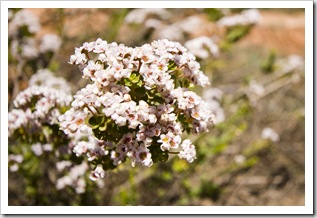 Wildflowers in Kalbarri National Park